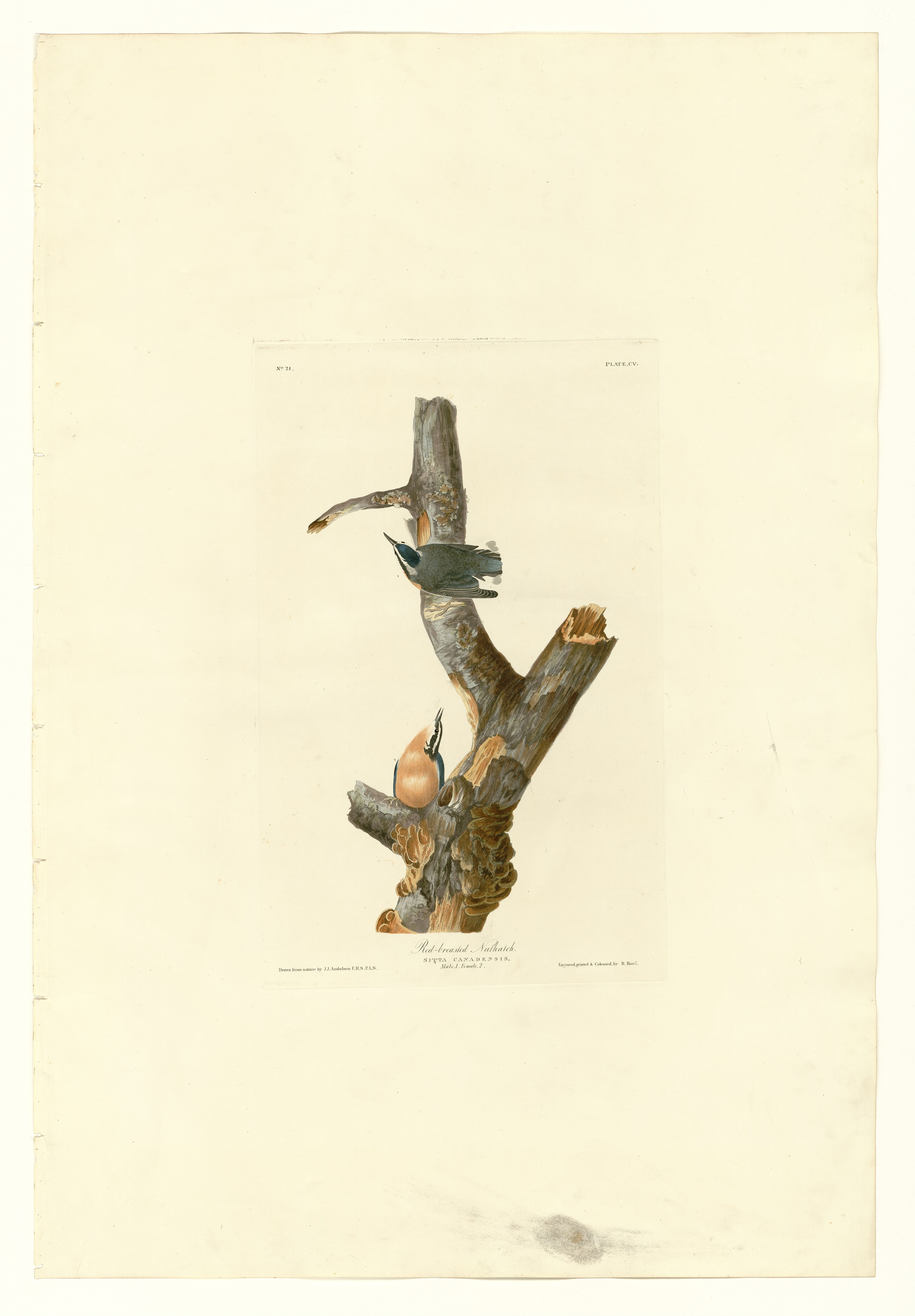 Audubon Plate 105 showing two red-breasted nuthatches on a pine branch